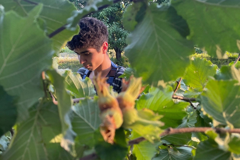 Türkiye'nin fındığını en çok Almanya ve İtalya aldı - Resim : 1