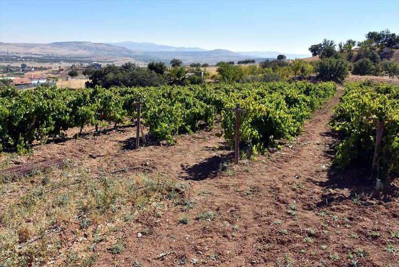 Devlet desteğiyle kurdu talebe yetişemiyor - Resim: 5