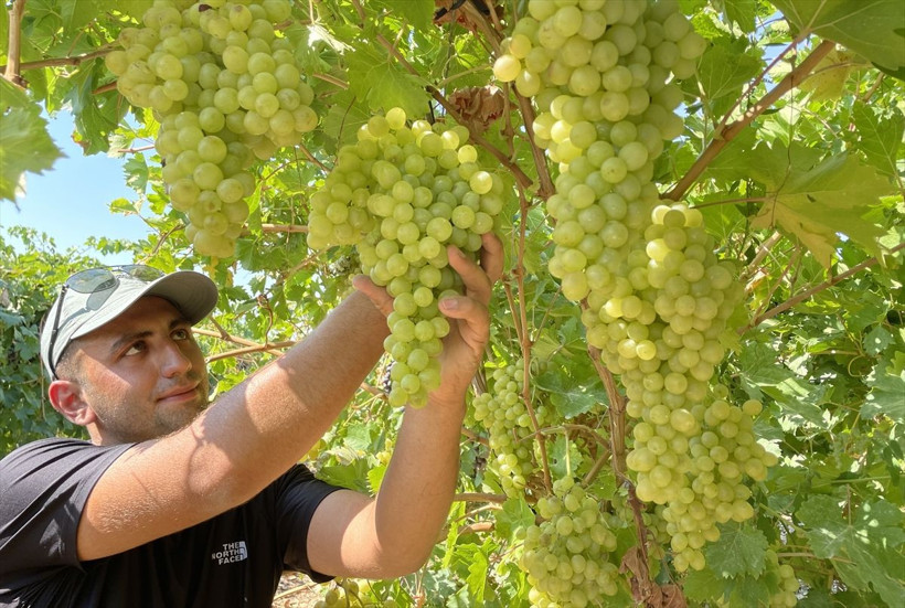 110 bin dekar alanda yetiştirildi, birçok şehre gönderiliyor - Resim: 14