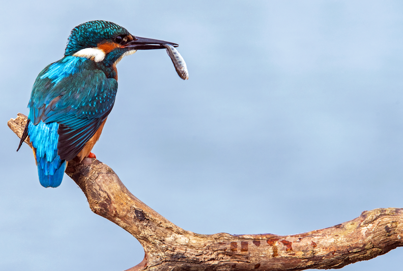 Parlak tüyleri ve hızıyla dikkat çeken Yalıçapkını kuşları İngiltere'de objektiflere yakalandı - Resim: 5