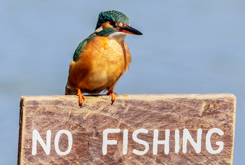 Parlak tüyleri ve hızıyla dikkat çeken Yalıçapkını kuşları İngiltere'de objektiflere yakalandı - Resim: 4