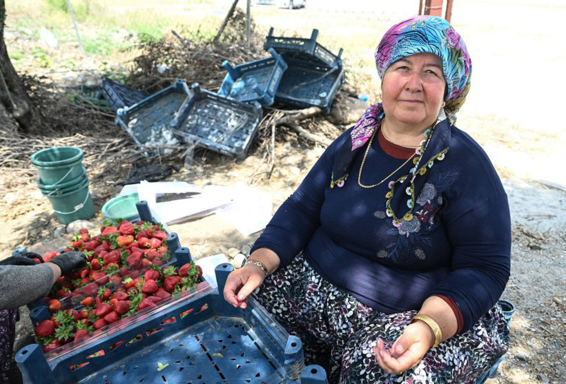 Oylarını kullanan üreticiler hasada devam etti - Resim: 16