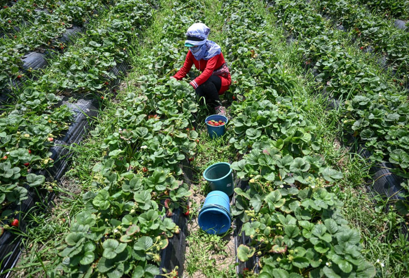 Oylarını kullanan üreticiler hasada devam etti - Resim: 14