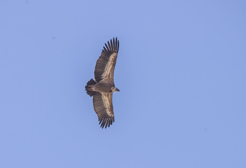Mehmetçik nefes aldırmıyor! İşte o görüntüler - Resim: 5