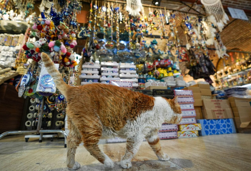 Garfield Tarçın tarihi hanın gözbebeği oldu! Şehir dışından ziyarete geliyorlar - Resim: 5