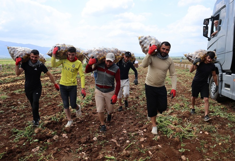 Günde 300 ton patates taşıyorlar, ayda 100 bin lira kazanıyorlar! - Resim : 1