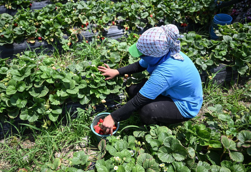 Oylarını kullanan üreticiler hasada devam etti - Resim: 15