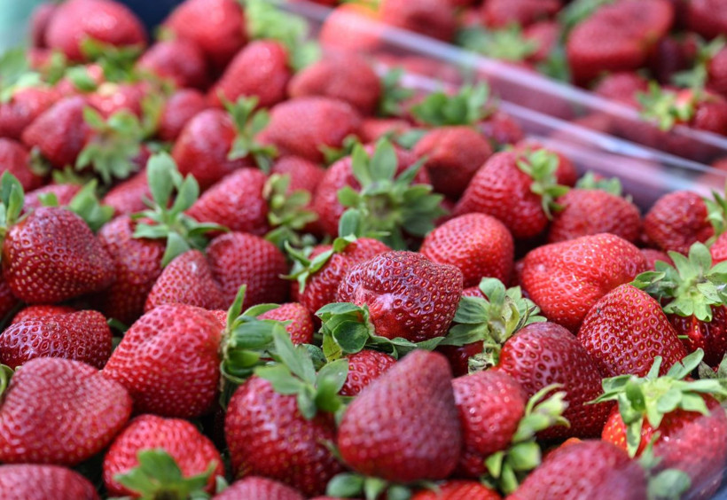 Oylarını kullanan üreticiler hasada devam etti - Resim: 1