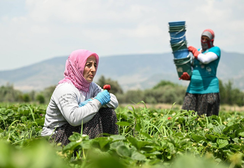 Oylarını kullanan üreticiler hasada devam etti - Resim: 12