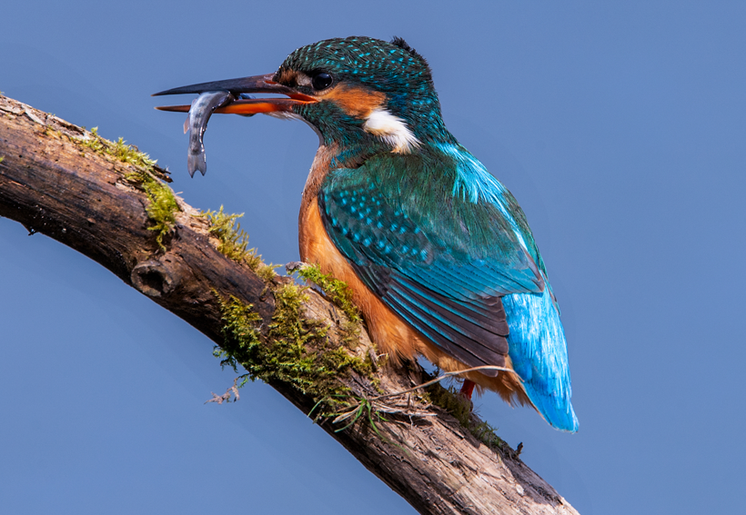 Parlak tüyleri ve hızıyla dikkat çeken Yalıçapkını kuşları İngiltere'de objektiflere yakalandı - Resim: 2