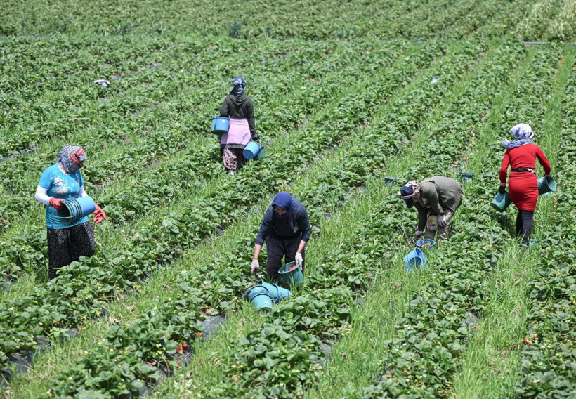 Oylarını kullanan üreticiler hasada devam etti - Resim: 11