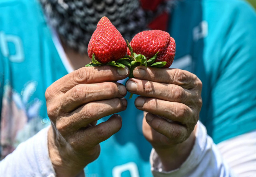 Oylarını kullanan üreticiler hasada devam etti - Resim: 13
