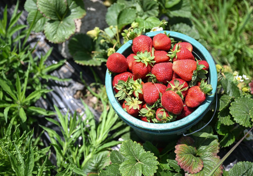Oylarını kullanan üreticiler hasada devam etti - Resim: 8