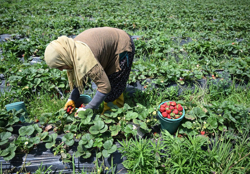 Oylarını kullanan üreticiler hasada devam etti - Resim: 9