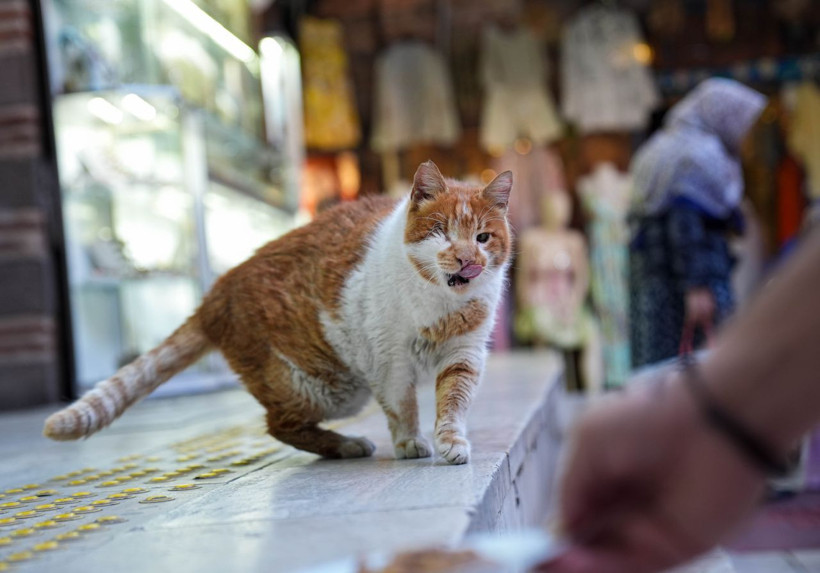 Garfield Tarçın tarihi hanın gözbebeği oldu! Şehir dışından ziyarete geliyorlar - Resim: 3