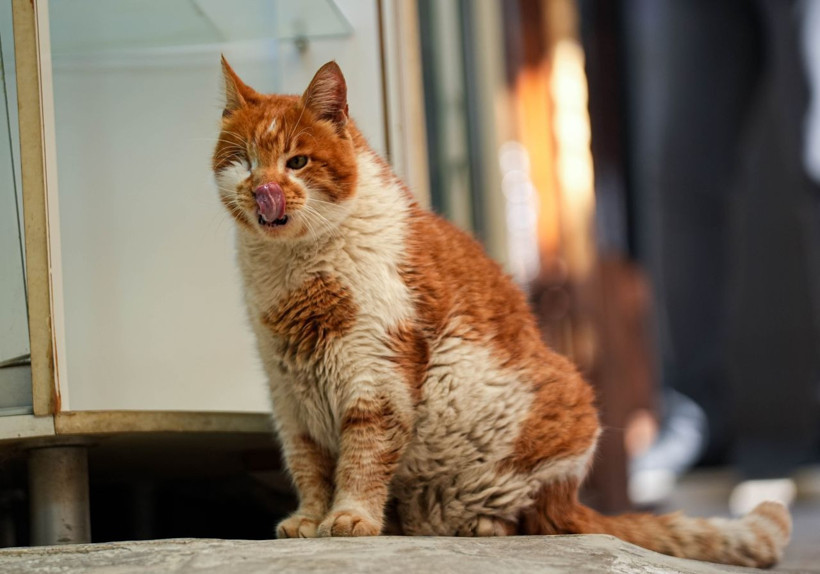 Garfield Tarçın tarihi hanın gözbebeği oldu! Şehir dışından ziyarete geliyorlar - Resim: 20