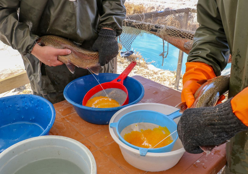 Van'da alabalık sağımı yapıldı! İşte o görüntüler... - Resim: 1