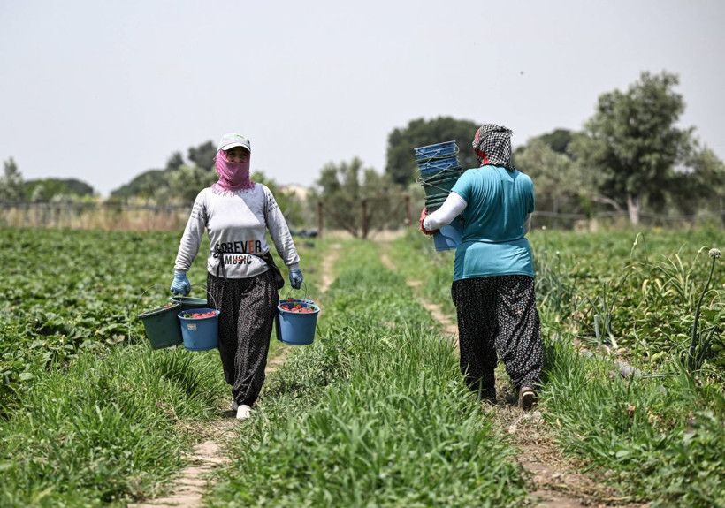 Oylarını kullanan üreticiler hasada devam etti - Resim: 4
