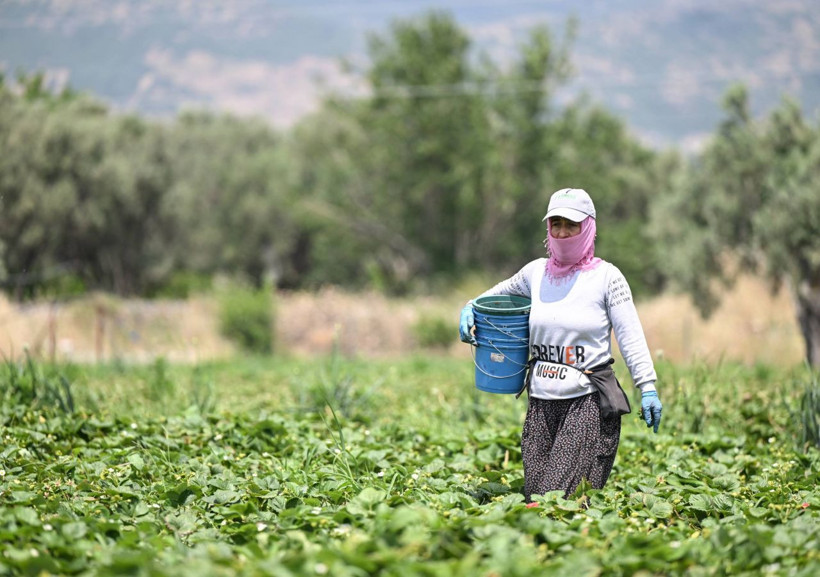 Oylarını kullanan üreticiler hasada devam etti - Resim: 5