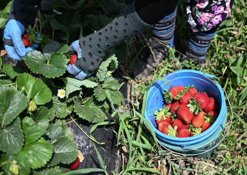 Oylarını kullanan üreticiler hasada devam etti - Resim: 7