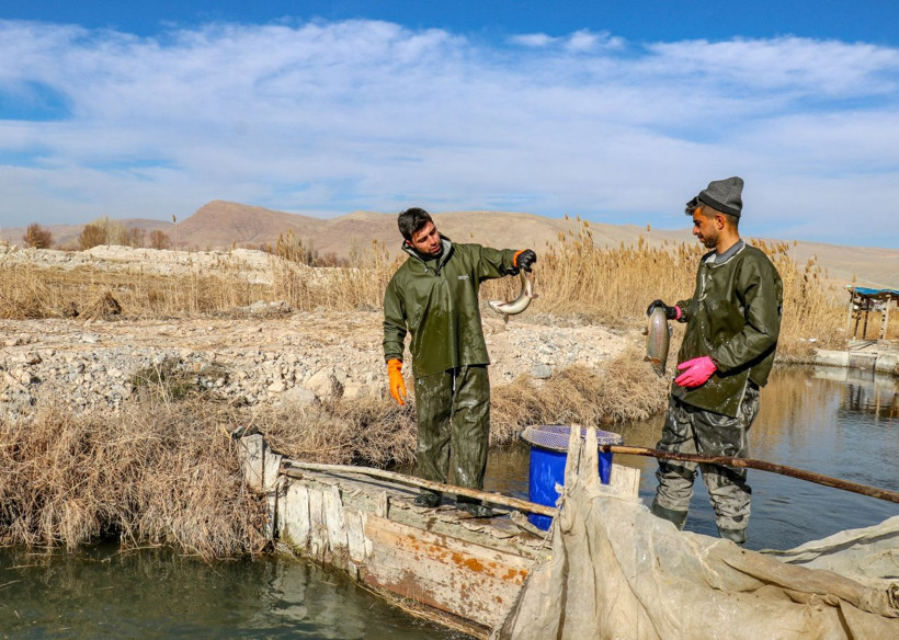 Van'da alabalık sağımı yapıldı! İşte o görüntüler... - Resim: 2