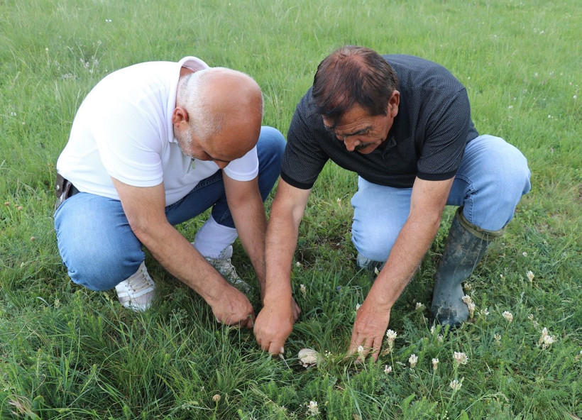 Doğadan bedava protein! Tek tek toplayıp sofralara taşıyorlar - Resim: 3