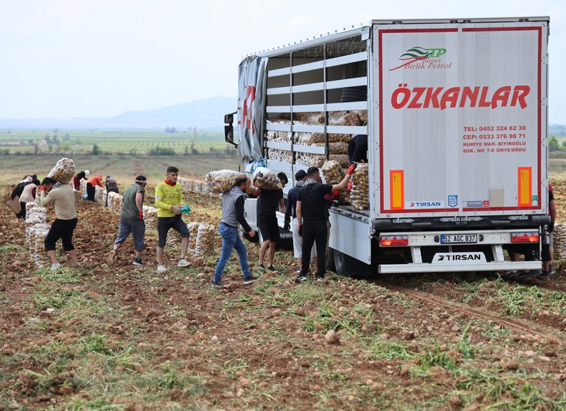 Günde 300 ton patates taşıyorlar, ayda 100 bin lira kazanıyorlar! - Resim : 3