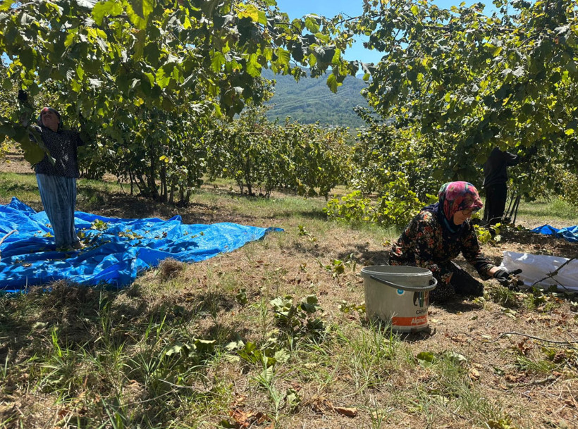 Alaplı’da fındık hasadı başladı: Tırpan ücretleri 7 bin TL’ye dayandı - Resim : 1