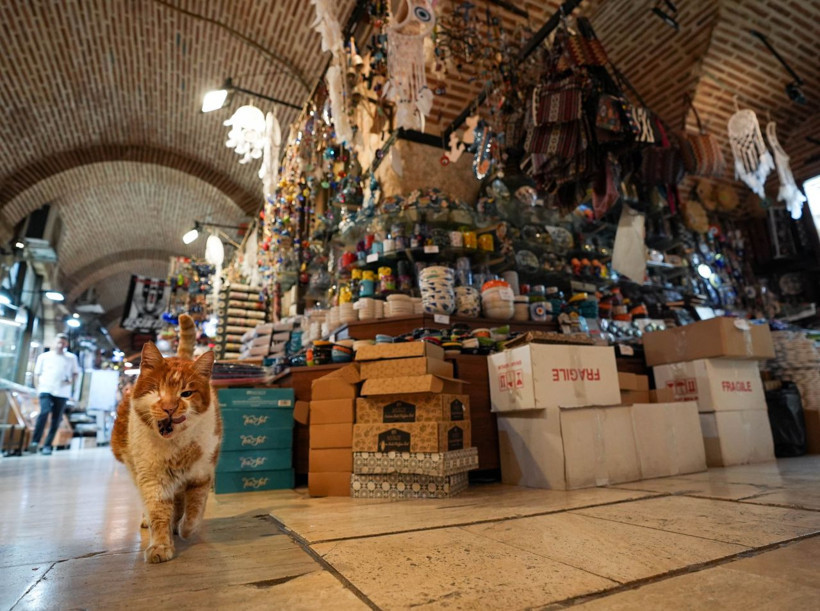 Garfield Tarçın tarihi hanın gözbebeği oldu! Şehir dışından ziyarete geliyorlar - Resim: 23