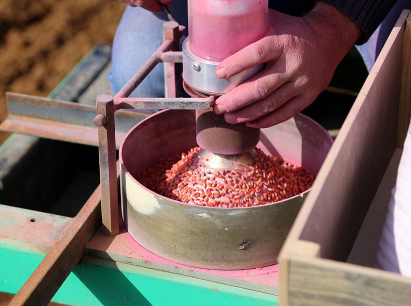 Suriye'nin buğdayı Türkiye'de hayat bulacak - Resim : 1