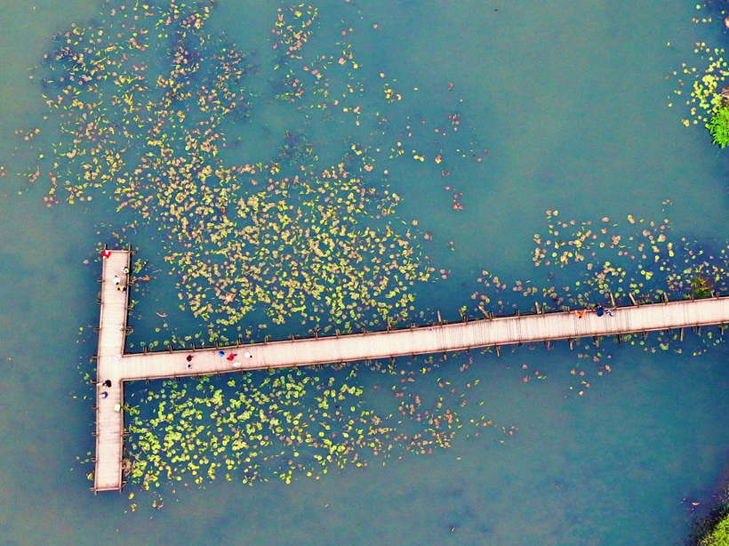 Efteni Kuş Cenneti'nden muhteşem doğa manzaraları! Doğanın keyfini çıkartmak isteyenlere yeşil rota - Resim: 8