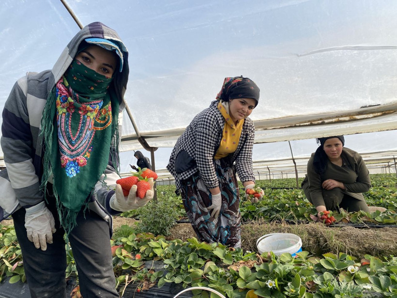 45 gün bekleyip 6 ay hasat yapıyorlar: Kilosu 26 lira - Resim: 2