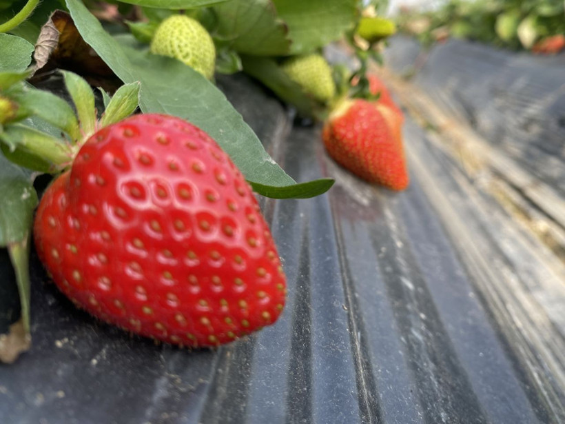 45 gün bekleyip 6 ay hasat yapıyorlar: Kilosu 26 lira - Resim: 3