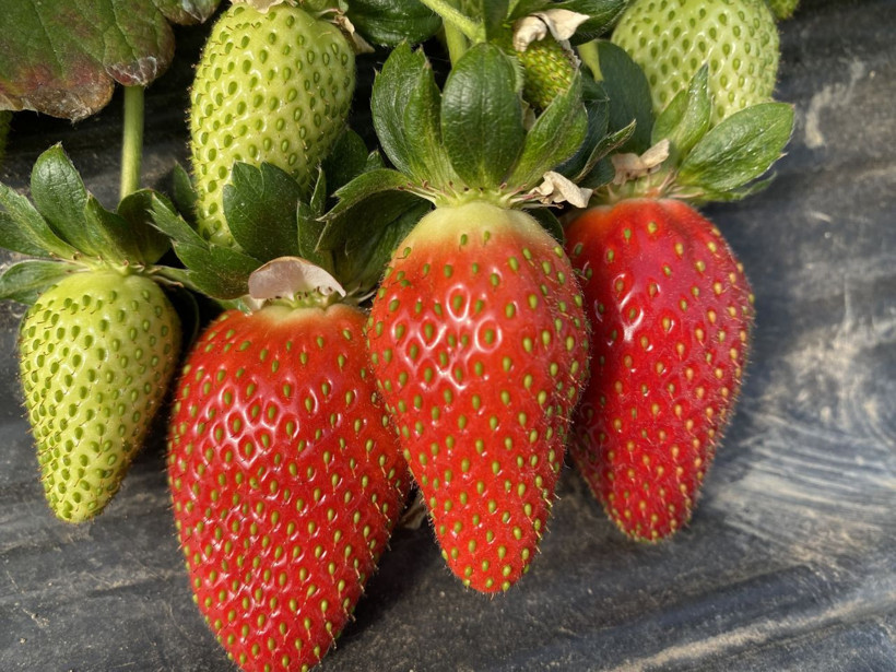 45 gün bekleyip 6 ay hasat yapıyorlar: Kilosu 26 lira - Resim: 4