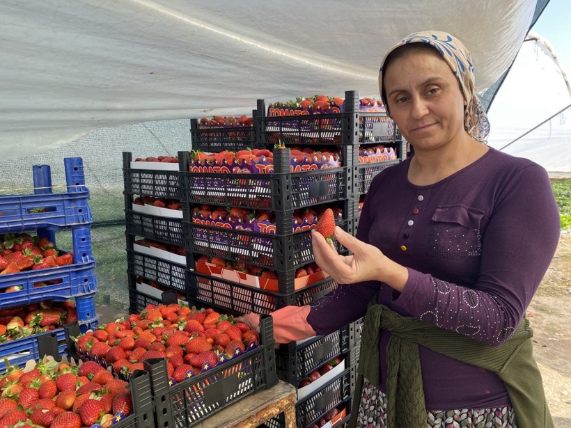 45 gün bekleyip 6 ay hasat yapıyorlar: Kilosu 26 lira - Resim: 5