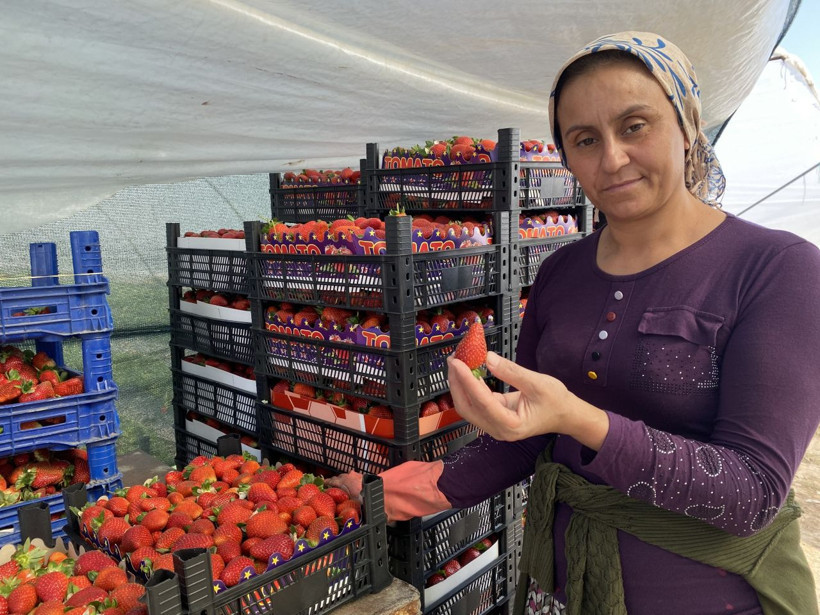 45 gün bekleyip 6 ay hasat yapıyorlar: Kilosu 26 lira - Resim: 6