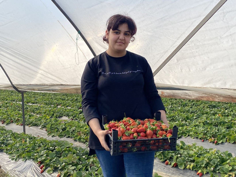 45 gün bekleyip 6 ay hasat yapıyorlar: Kilosu 26 lira - Resim: 7