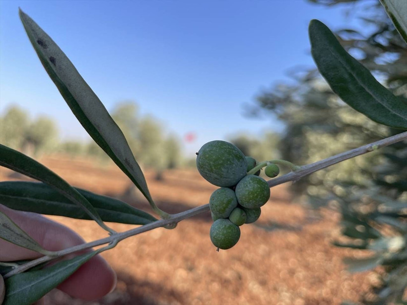 Kuraklık Kilis zeytinini etkilemedi; rekolte artacak - Resim: 4
