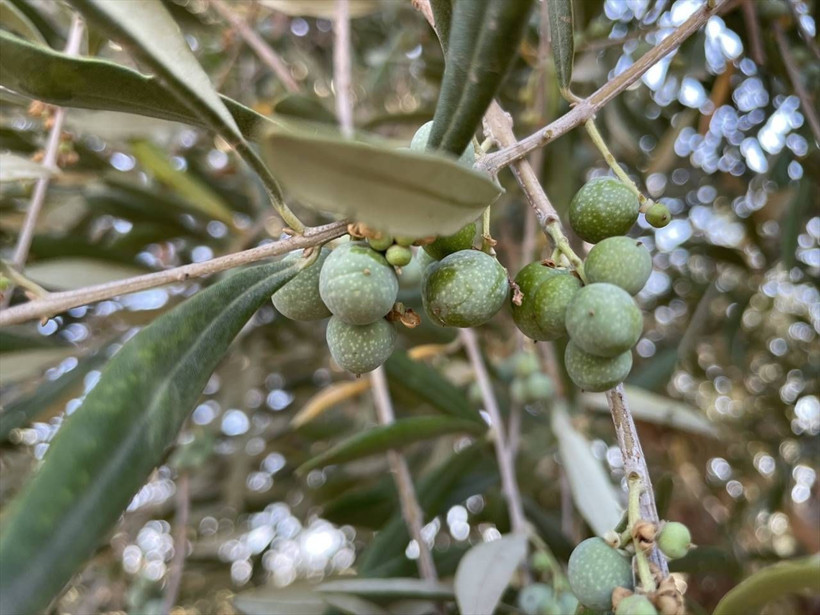 Kuraklık Kilis zeytinini etkilemedi; rekolte artacak - Resim: 5