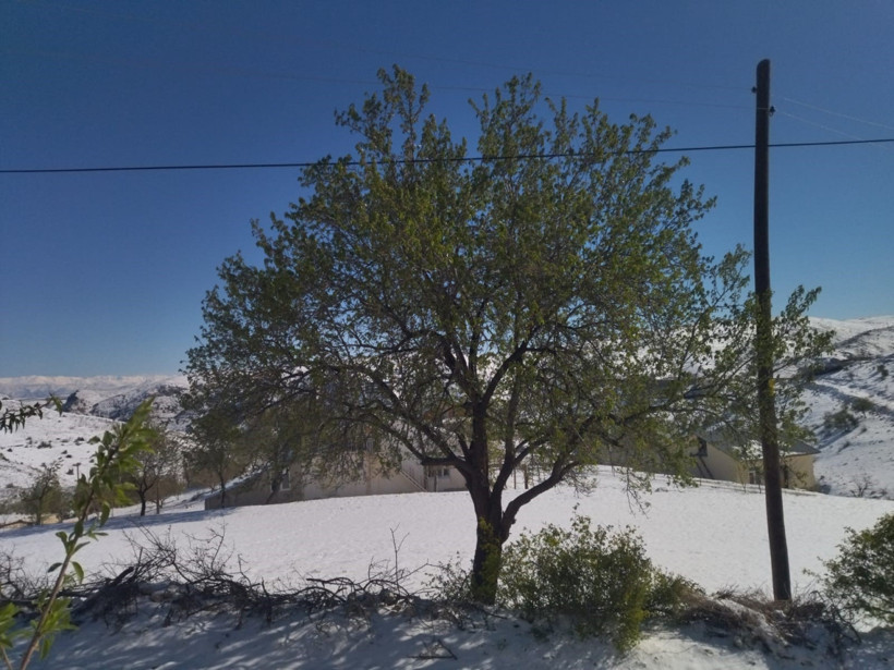 Zirai don Türkiye'yi vurdu! Çiftçiler zararın boyutunu tespit etmeye çalışıyor: Ürün az, fiyatlar yüksek olabilir! - Resim : 2