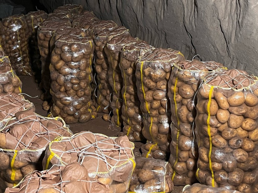 Yurt dışından gelen 2 bin tondan fazla patates virüslü çıktı: Hepsi geri gönderildi - Resim : 1