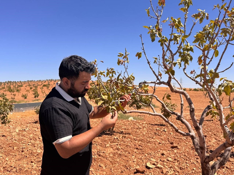 Şanlıurfa'nın fıstık bahçelerinde sessiz tehdit: Fitoplazma - Resim : 1
