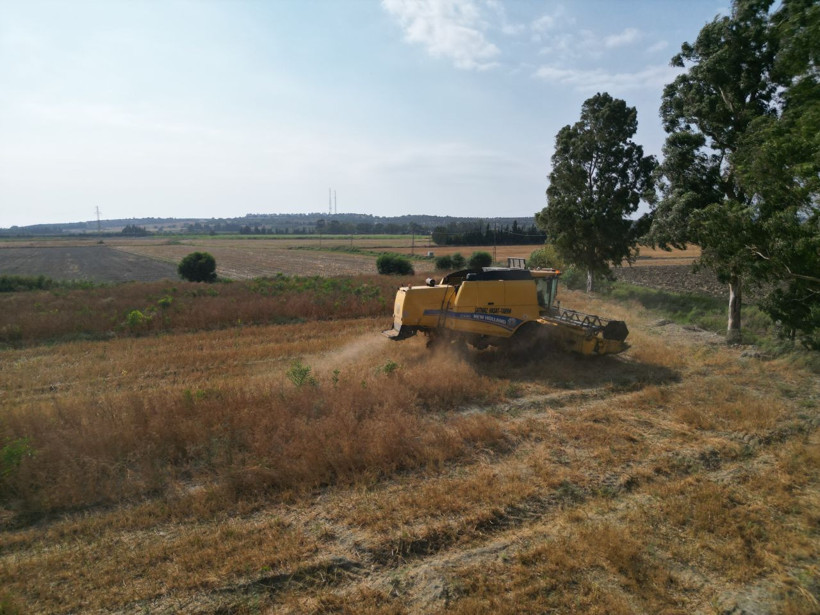 Türkiye’nin ihtiyacının yüzde 75’i buradan karşılanıyor, kilosu 100 liradan gidiyor! - Resim: 1