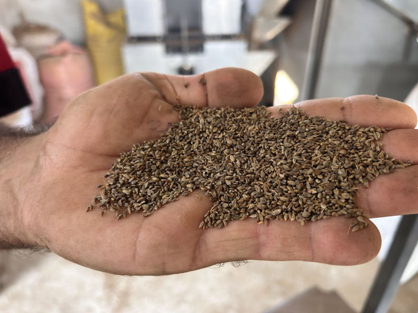 Türkiye’nin ihtiyacının yüzde 75’i buradan karşılanıyor, kilosu 100 liradan gidiyor! - Resim: 7