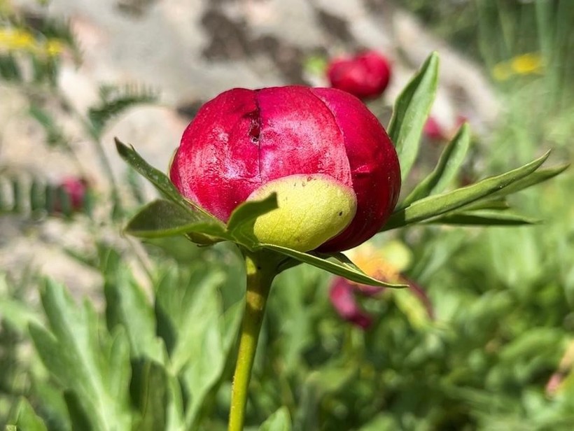 Bu çiçeği koparmanın cezası 550 bin TL! Çok özel bir tür - Resim : 1