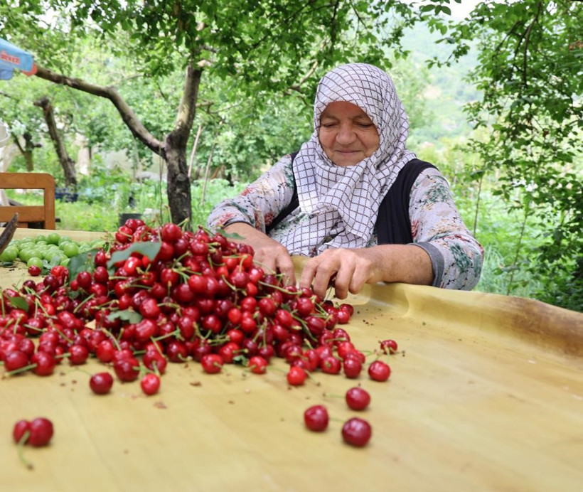 Zirai don, kirazı vurdu: 61 bin tonluk ihracat kaybı - Resim : 1