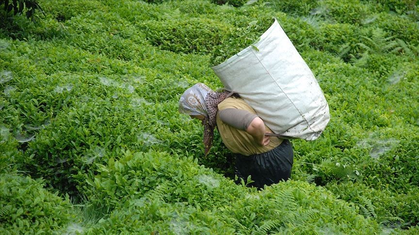 ÇAYKUR KURA SONUÇLARI: 1500 işçi alımı kura sonuçları ne zaman, saat kaçta açıklanacak? - Resim: 2