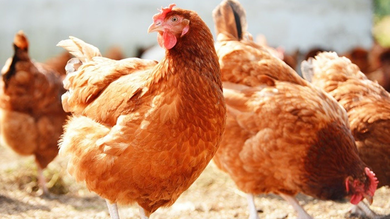 30 tavukla başladığı işletmesinde bin 700 tavuğa ulaştı