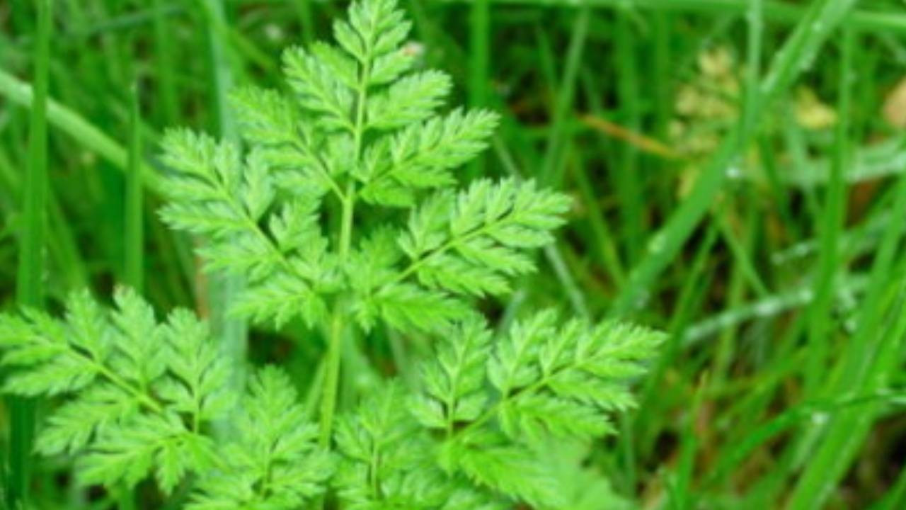 Tadına bakanı ölüme götürüyor... Maydanoz değil zehirli baldıran!