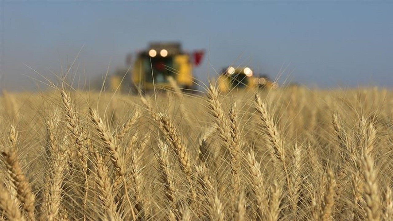 ABD, Türkiye'nin buğday üretiminin 16.3 milyon ton olmasını bekliyor